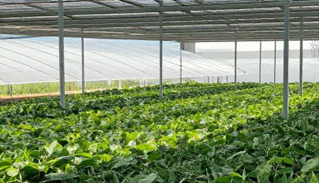 黄页企业推广服务的场景应用与维护要点